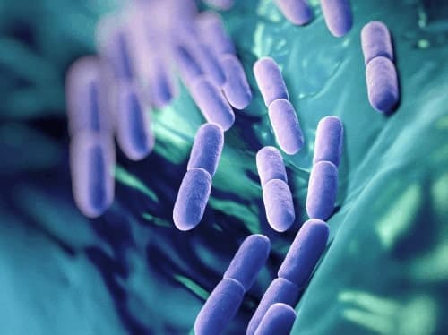 Probiotics make a big difference? Improve allergies and gastrointestinal probiotic imbalance? Exposure to 5 NG ways to eat probiotics